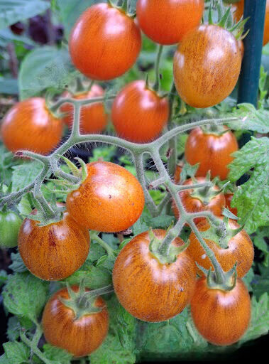 Balkona tomāti 'Golden Hour' (stāds)